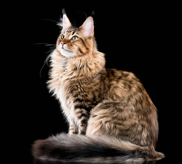 Retrato de Maine Coon gato — Foto de Stock