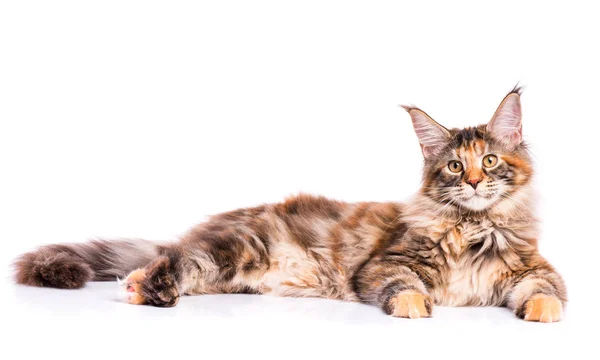 Maine coon gatinho — Fotografia de Stock