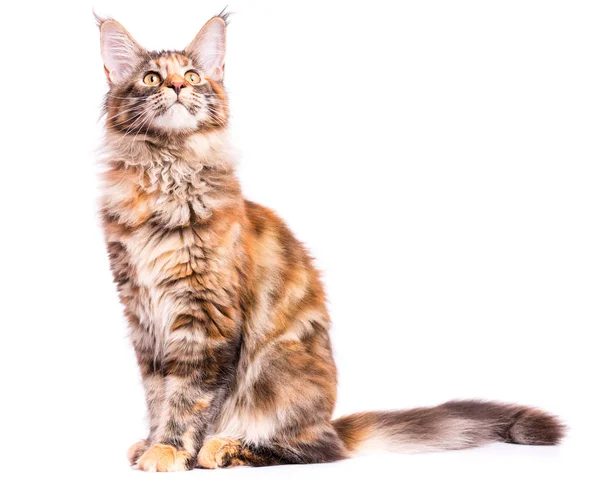 Maine Coon kitten — Stock Photo, Image