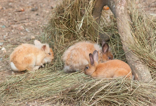 Lapins sur foin tendre — Photo