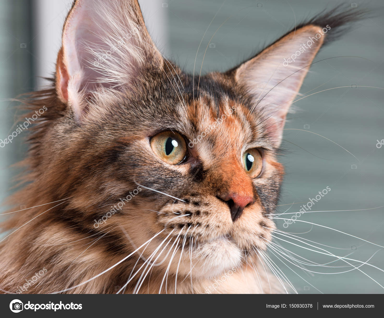 Porträt Der Maine Coon Katze Stockfoto Denisnata 150930378