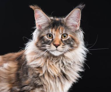 Maine Coon kedi portresi