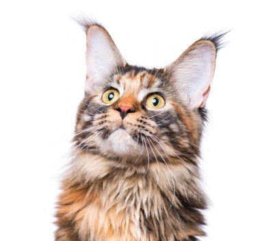 Maine Coon yavru kedi portresi