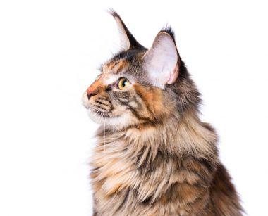 Maine Coon yavru kedi portresi