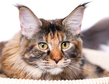 Maine Coon yavru kedi portresi