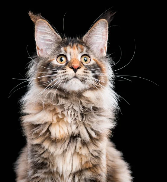 Portret kota rasy Maine Coon — Zdjęcie stockowe