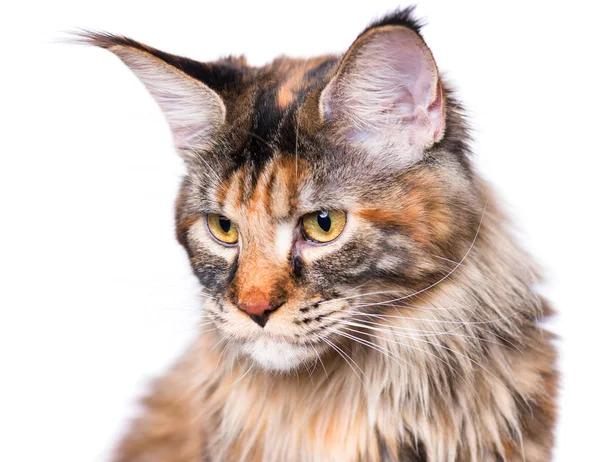 Porträtt av Maine Coon kattunge — Stockfoto