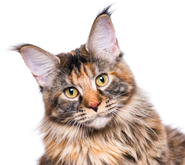 Porträt von Maine Coon Kitten — Stockfoto