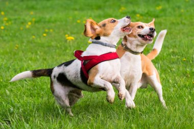Parkta oynayan köpekler