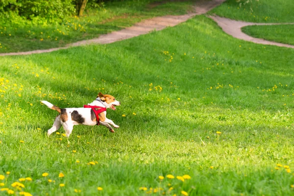 Perros jugando en el parque — Foto de Stock