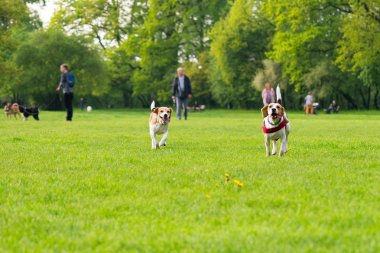 Parkta oynayan köpekler