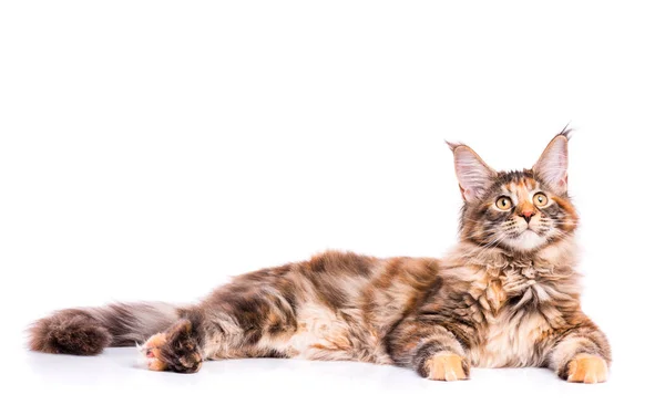 Maine Coon kitten — Stock Photo, Image