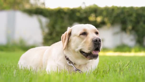 Labrador chien récupérateur dans le parc — Video