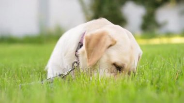 Labrador retriever köpek park