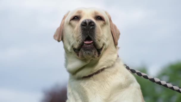 Labrador chien récupérateur dans le parc — Video