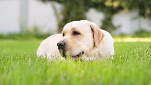 Labrador retriever hond in park — Stockvideo