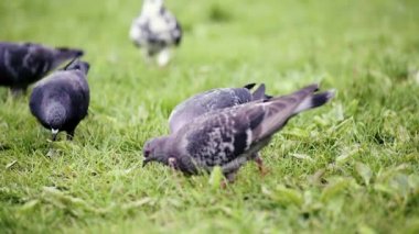 Güvercinler kuş Şehir Parkı