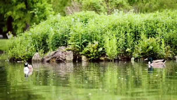 在池塘中野鸭 — 图库视频影像
