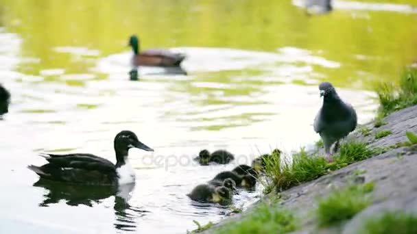 Canard colvert dans l'étang — Video