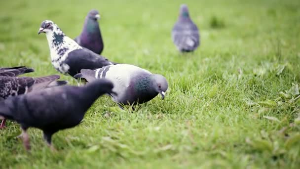 Ptáci holubi v městském parku