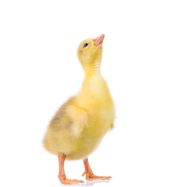 Cute little gosling — Stock Photo, Image