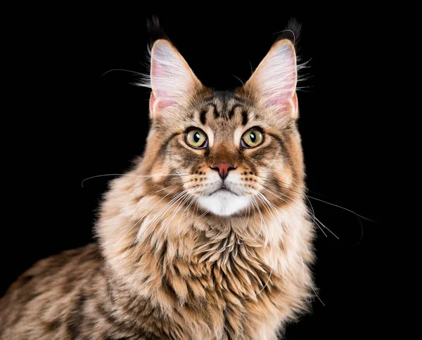 Portret van Maine Coon kat — Stockfoto