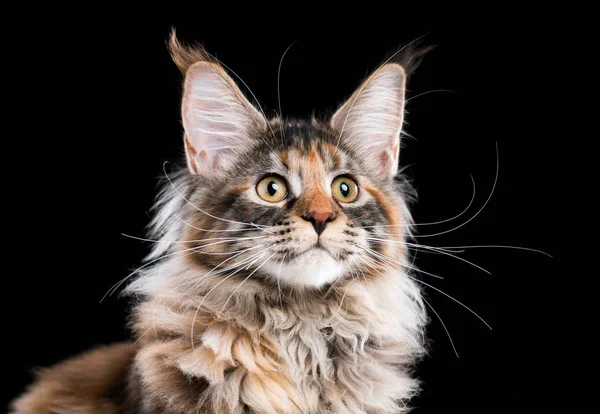 Ritratto di Maine Coon cat — Foto Stock