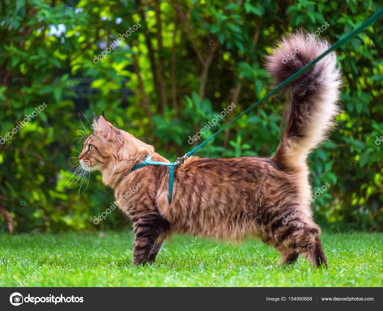 Maine Coon auf Gras im Garten - Stockfotografie: lizenzfreie Fotos ...