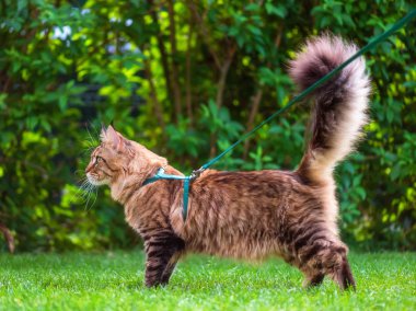 Maine Coon bahçesinde çimenlerin üzerinde