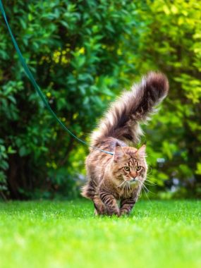 Maine Coon bahçesinde çimenlerin üzerinde