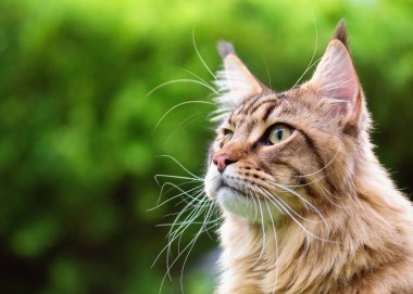 Maine Coon bahçesinde çimenlerin üzerinde