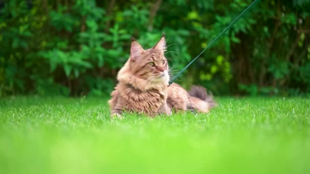 Maine Coon på gräs i trädgården — Stockvideo