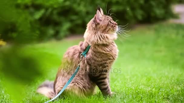 Maine Coon en la hierba en el jardín — Vídeos de Stock