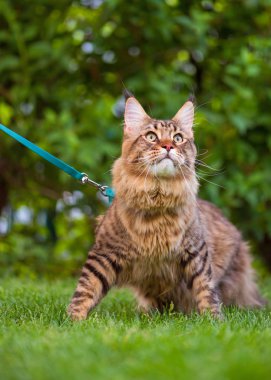 Maine Coon bahçesinde çimenlerin üzerinde