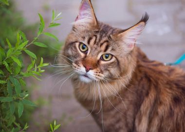 Maine Coon bahçesinde çimenlerin üzerinde