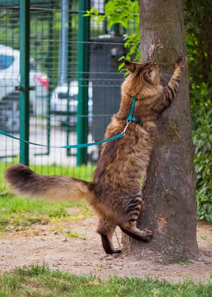 Maine Coon, a füves kertben — Stock Fotó