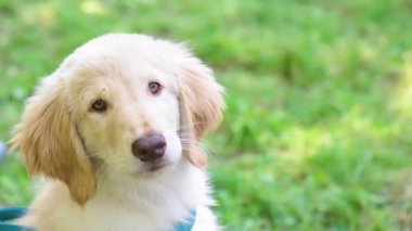 Parkta yürüyüş köpek yavrusu