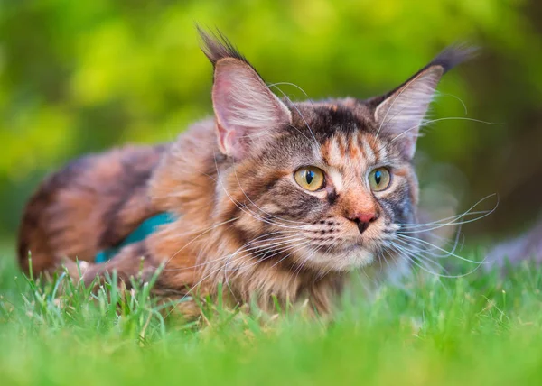 Maine Coon sull'erba in giardino — Foto Stock