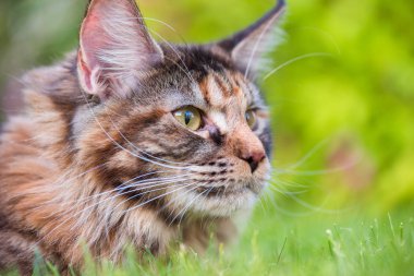 Maine Coon bahçesinde çimenlerin üzerinde