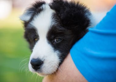 Adamın ellerinde köpek yavrusu