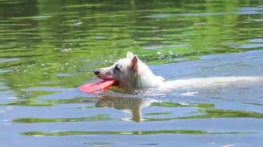 Büyük ıslak beyaz köpek gölet