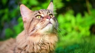 Maine Coon bahçesinde çimenlerin üzerinde