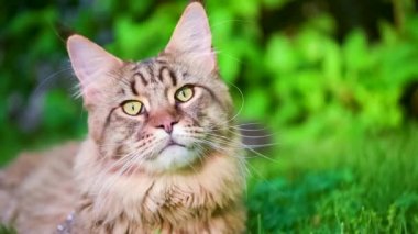 Maine Coon bahçesinde çimenlerin üzerinde