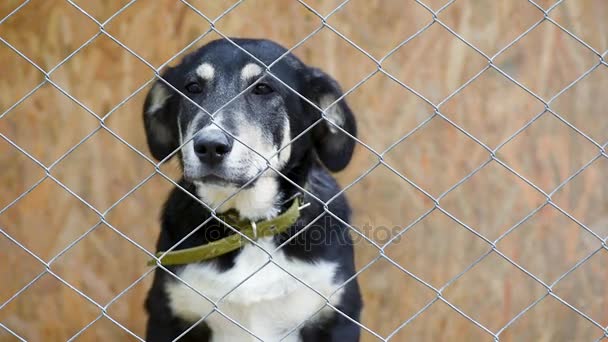 Perro en jaula en refugio de animales — Vídeo de stock