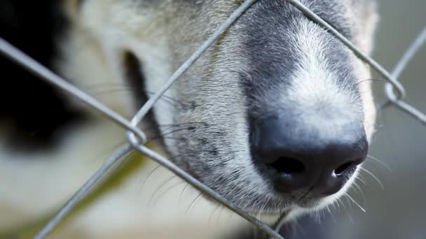 Hund i bur på djurhemmet — Stockvideo