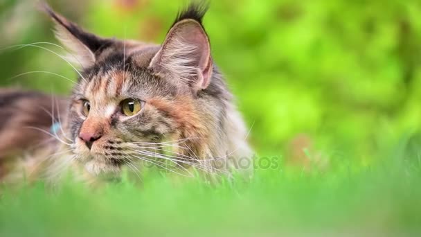 Maine Coon op gras in de tuin — Stockvideo