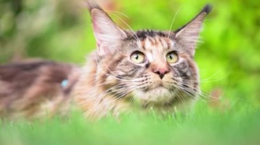 Maine Coon bahçesinde çimenlerin üzerinde