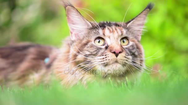 Maine Coon on grass in garden — Stock Video