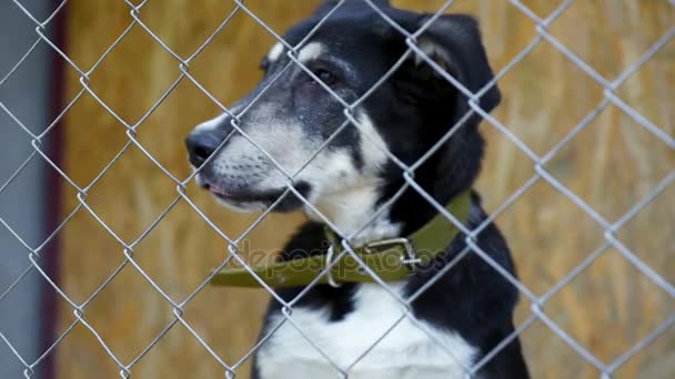 動物の避難所の檻の中の犬 — ストック動画