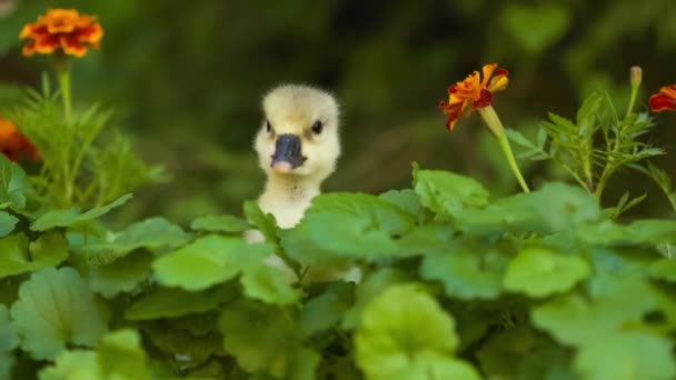 Schattig gosling in groene gras — Stockvideo